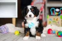Chase, a male Miniature Bernedoodle for sale in Navarre, OH – Photo 2 of 5