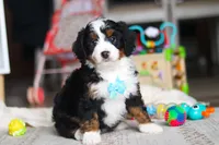 Chase, a male Miniature Bernedoodle for sale in Navarre, OH – Photo 1 of 5