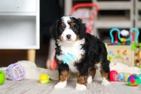 Chase, a male Miniature Bernedoodle for sale in Navarre, OH – Photo 3 of 5