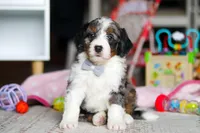 Marshall, a male Miniature Bernedoodle for sale in Navarre, OH – Photo 2 of 6