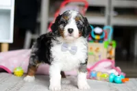 Marshall, a male Miniature Bernedoodle for sale in Navarre, OH – Photo 3 of 6