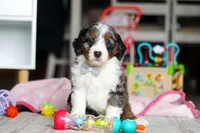 Marshall, a male Miniature Bernedoodle for sale in Navarre, OH – Photo 6 of 6