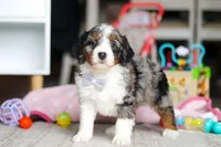Marshall, a male Miniature Bernedoodle for sale in Navarre, OH – Photo 4 of 6