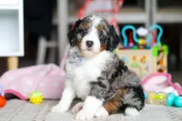 Marshall, a male Miniature Bernedoodle for sale in Navarre, OH – Photo 5 of 6