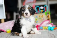 Marshall, a male Miniature Bernedoodle for sale in Navarre, OH – Photo 1 of 6