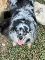 Sky, a female Pomeranian for sale in Trussville, AL – 5 of 10