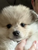 Rubble , a male Pomeranian for sale in Trussville, AL – 3 of 10