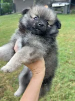 Chase , a male Pomeranian for sale in Trussville, AL – 7 of 10