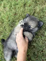 Chase , a male Pomeranian for sale in Trussville, AL – 3 of 10