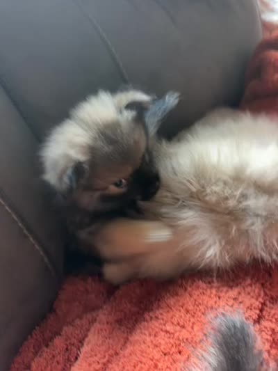 Chase , a male Pomeranian for sale in Trussville, AL – 10 of 10