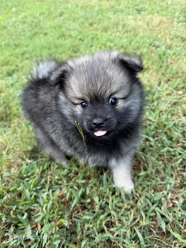 Chase  – Pomeranian puppy for sale in Trussville, AL