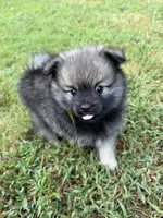 Chase , a male Pomeranian for sale in Trussville, AL – 2 of 10