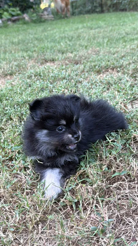 Sky – Pomeranian puppy for sale in Trussville, AL