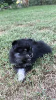 Sky, a female Pomeranian for sale in Trussville, AL – 2 of 10