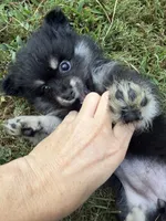 Sky, a female Pomeranian for sale in Trussville, AL – 1 of 10
