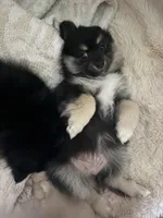 Heather, a female Pomeranian for sale in Trussville, AL – 2 of 8