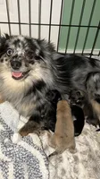 Heather, a female Pomeranian for sale in Trussville, AL – 3 of 8