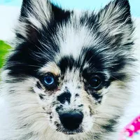 Heather, a female Pomeranian for sale in Trussville, AL – 6 of 8