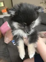Heather, a female Pomeranian for sale in Trussville, AL – 8 of 8