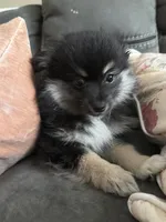 Heather, a female Pomeranian for sale in Trussville, AL – 7 of 8