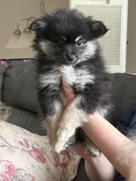 Heather, a female Pomeranian for sale in Trussville, AL – 5 of 8