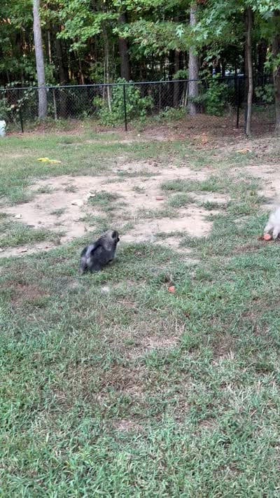 Chase , a male Pomeranian for sale in Trussville, AL – 9 of 10