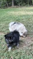 Sky, a female Pomeranian for sale in Trussville, AL – 4 of 10