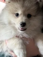 Rubble , a male Pomeranian for sale in Trussville, AL – 4 of 10