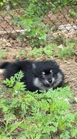 Astrid, a female Pomeranian for sale in Trussville, AL – 5 of 10