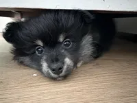Astrid, a female Pomeranian for sale in Trussville, AL – 6 of 10