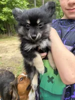Astrid, a female Pomeranian for sale in Trussville, AL – 8 of 10