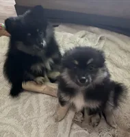 Astrid, a female Pomeranian for sale in Trussville, AL – 2 of 10