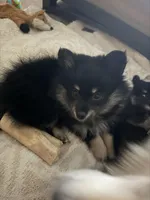 Astrid, a female Pomeranian for sale in Trussville, AL – 1 of 10