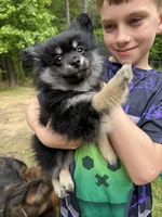 Astrid, a female Pomeranian for sale in Trussville, AL – 7 of 10