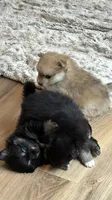 Astrid, a female Pomeranian for sale in Trussville, AL – 4 of 10