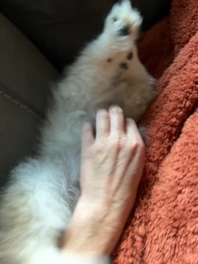 Rubble , a male Pomeranian for sale in Trussville, AL – 10 of 10