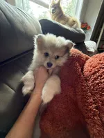 Rubble , a male Pomeranian for sale in Trussville, AL – 9 of 10