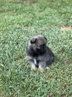 Sky, a female Pomeranian for sale in Trussville, AL – 8 of 10