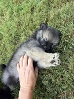 Chase , a male Pomeranian for sale in Trussville, AL – 4 of 10
