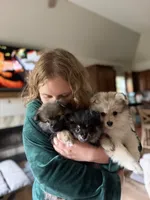 Rubble , a male Pomeranian for sale in Trussville, AL – 2 of 10