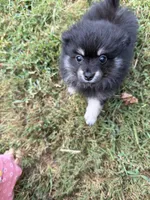 Sky, a female Pomeranian for sale in Trussville, AL – 6 of 10