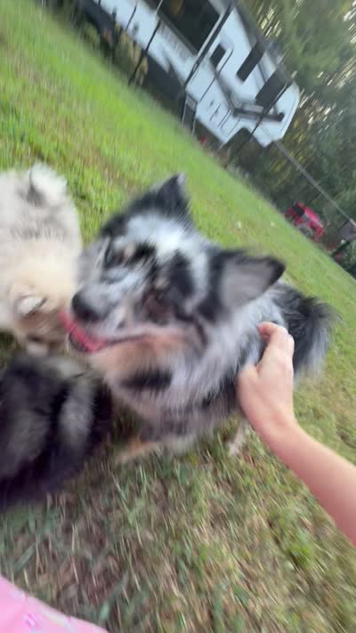 Sky, a female Pomeranian for sale in Trussville, AL – 10 of 10