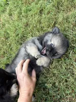 Chase , a male Pomeranian for sale in Trussville, AL – 6 of 10
