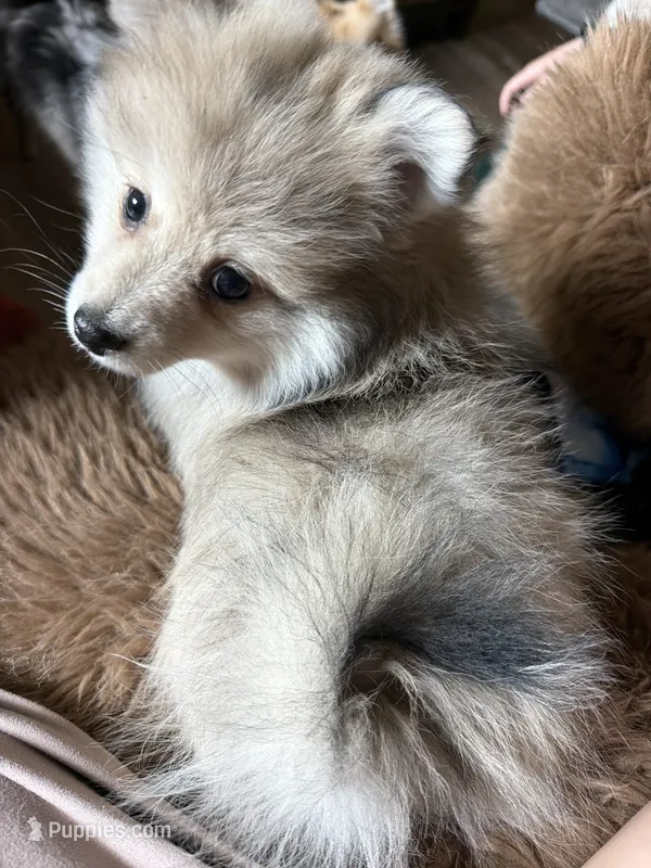 Rubble  – Pomeranian puppy for sale in Trussville, AL