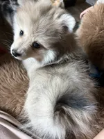 Rubble , a male Pomeranian for sale in Trussville, AL – 1 of 10