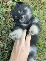 Sky, a female Pomeranian for sale in Trussville, AL – 3 of 10