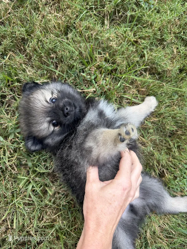Chase  – Pomeranian puppy for sale in Trussville, AL