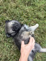 Chase , a male Pomeranian for sale in Trussville, AL – 5 of 10
