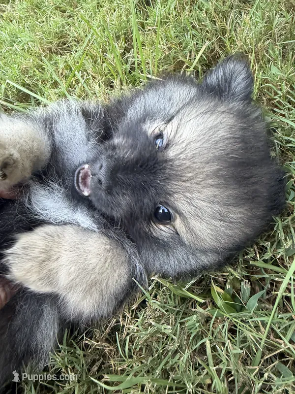 Chase  – Pomeranian puppy for sale in Trussville, AL