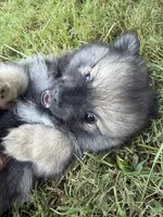 Chase , a male Pomeranian for sale in Trussville, AL – 1 of 10